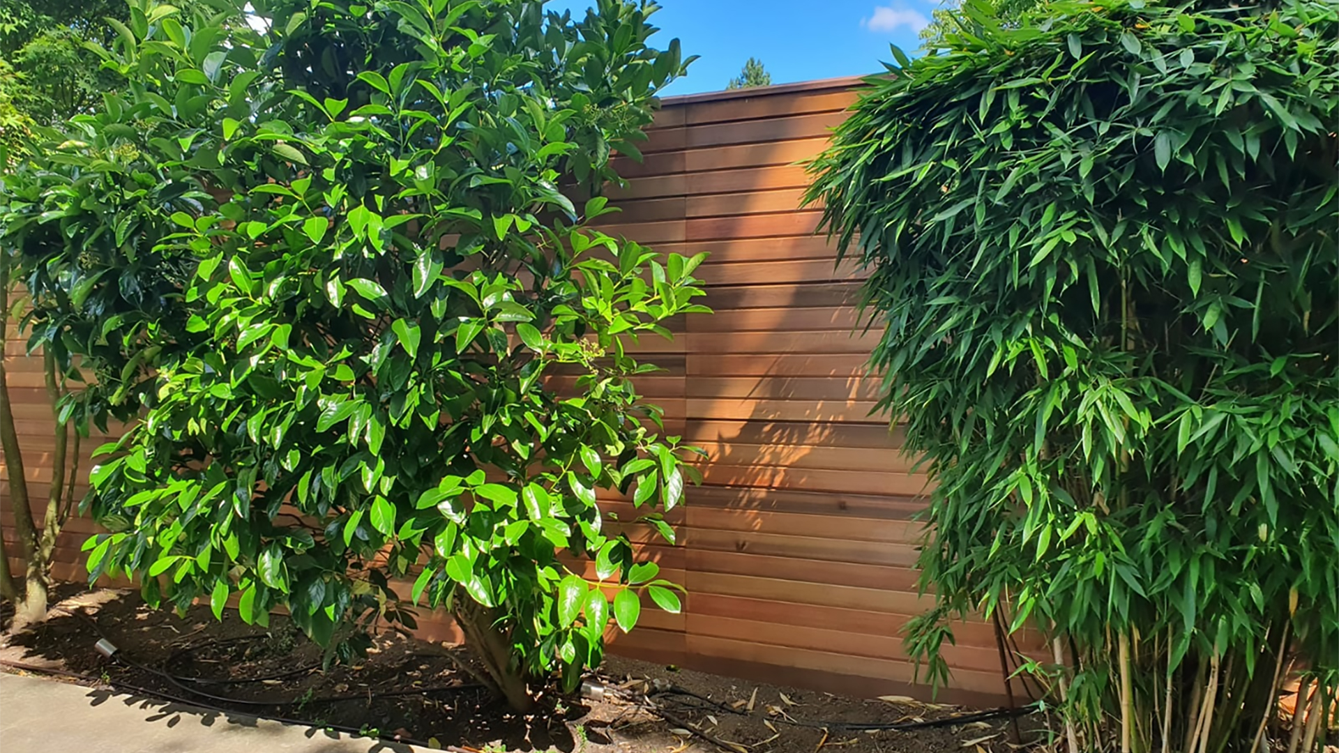 cricklewood nw2 garden fencing cedar concept landscape architects